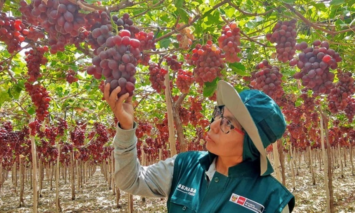 Chile, Sudáfrica, Filipinas y Taiwán en la mira de la uva de mesa peruana