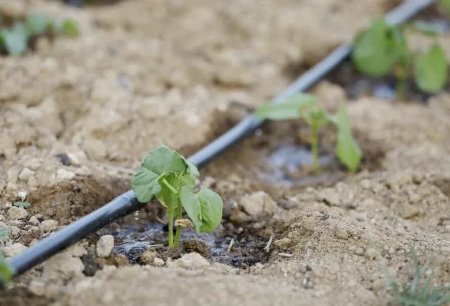 Sistema de riego por goteo logra eficiencia de aplicación del agua de casi 90%